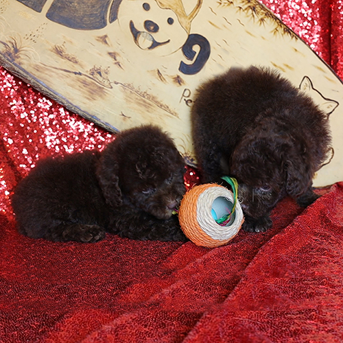 Hai chú chó Poodle con lông nâu chocolate đang chơi với đồ chơi.
