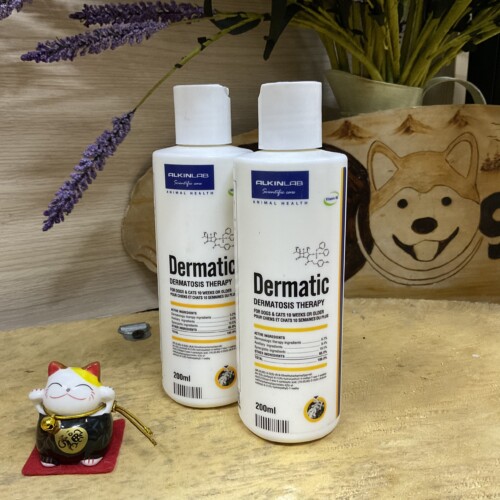 Sữa tắm Dermatic trị ghẻ, gàu và viêm da cho chó Poodle.