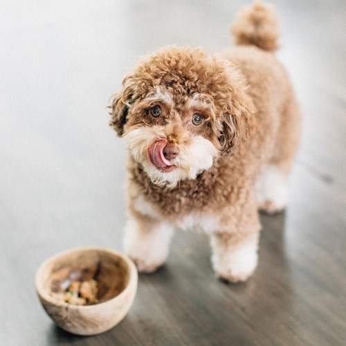 Chó Poodle nâu nhỏ đáng yêu đang liếm mép sau bữa ăn, bên cạnh là bát thức ăn bằng gỗ.