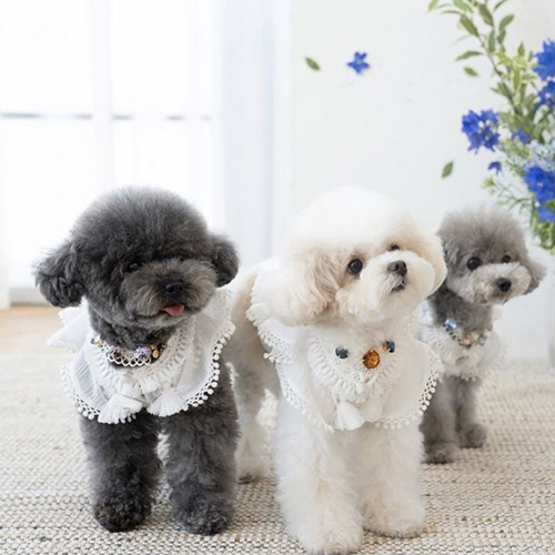 Ba chú chó Poodle xám, xám khói và trắng diện trang phục đáng yêu.