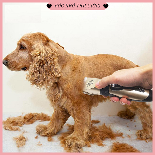 Chó cocker spaniel được cạo lông tại dịch vụ grooming.