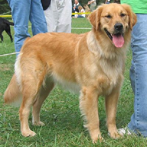 Chó Goldador lai giữa Labrador và Golden đứng trên bãi cỏ