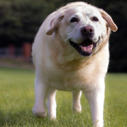Chó French Labrador mũm mĩm đang chạy trên bãi cỏ