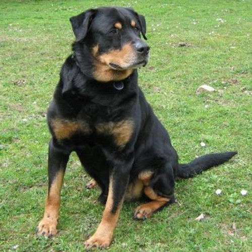 Chó Labrottie lai giữa Rottweiler và Labrador ngồi trên bãi cỏ