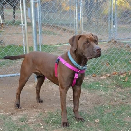 Chó Mastador giống lai giữa Labrador và Bullmastiff