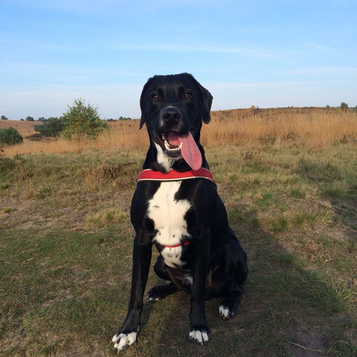 Chó Dalmador lai giữa Dalmatian và Labrador