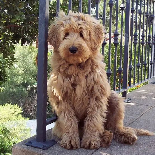 Chó Labradoodle lông xoăn lai giữa Labrador và Poodle