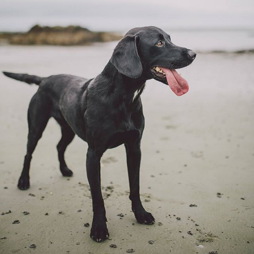 Chó Springador lông đen lai giữa Springer Spaniel và Labrador
