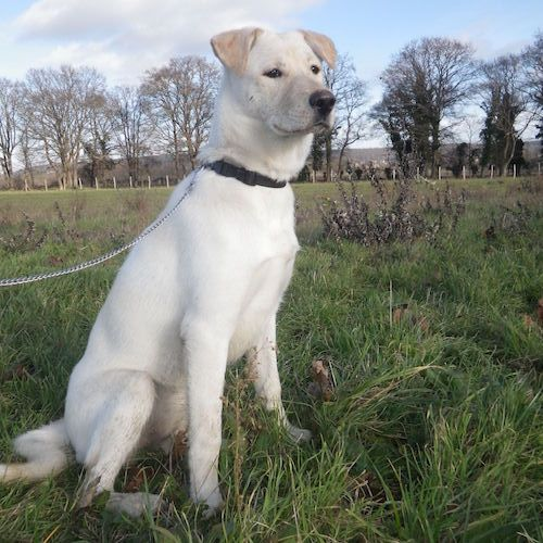 Chó Huskador trắng ngồi trên cỏ, giống chó lai Husky và Labrador