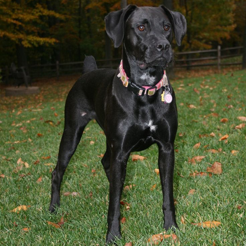 Chó Boxador đen đứng trên cỏ, lai giữa Labrador và Boxer