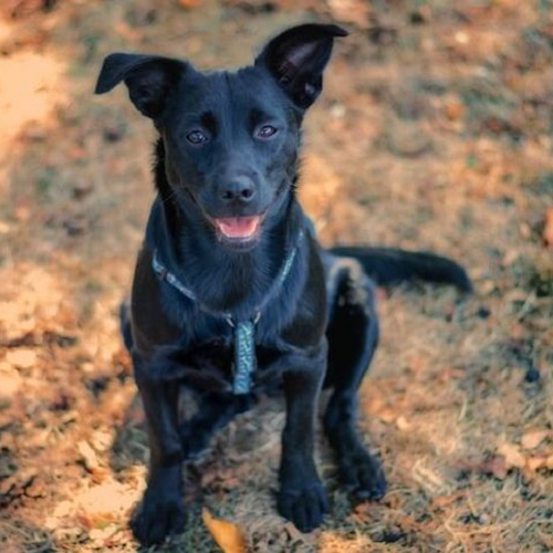 Chó Shepador đen ngồi trên nền đất, kết hợp giữa Labrador và Shepherd