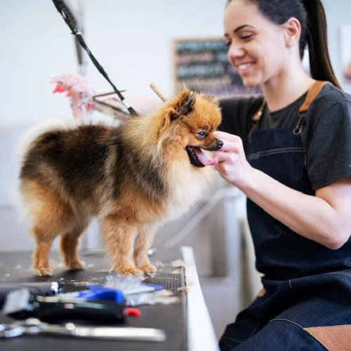 Chăm sóc chó Pomeranian tại dịch vụ grooming.