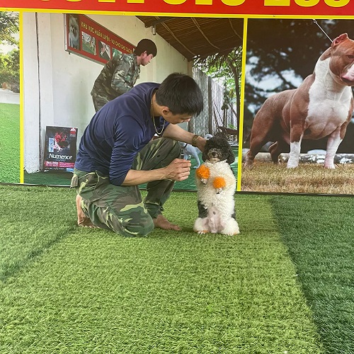 Chó Poodle tập đứng bằng hai chân với sự hướng dẫn của huấn luyện viên.