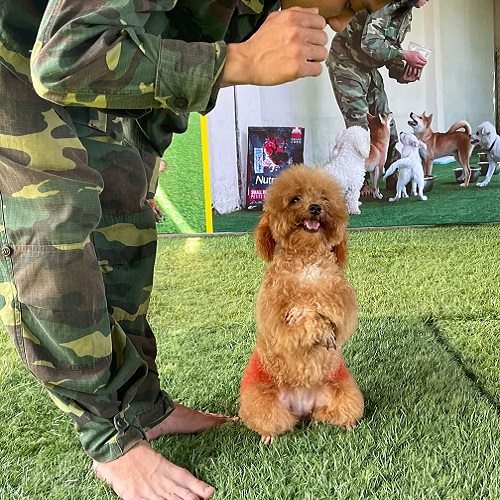 Chó Poodle đứng bằng hai chân trong buổi huấn luyện với huấn luyện viên.