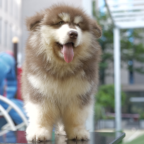 Chó Alaska Oversize màu nâu đỏ lông bông đứng trên bàn
