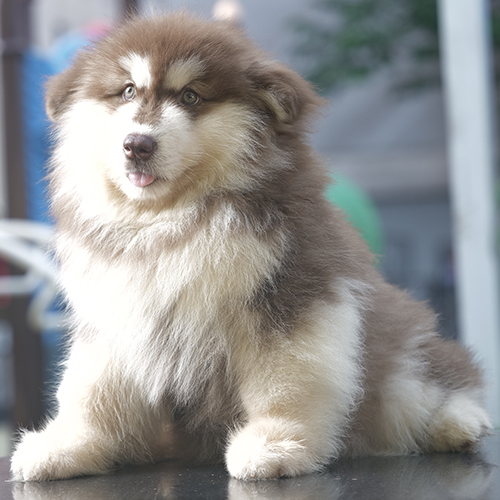 Chó Alaska Giant cái lông xù màu nâu đỏ dễ thương