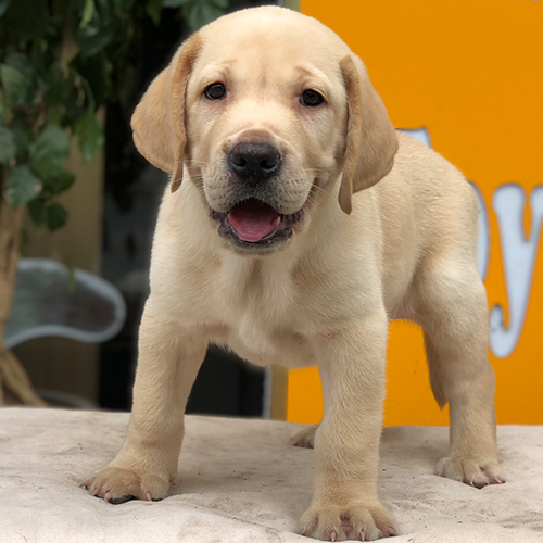 Chó Labrador Retriever con lông vàng, đứng vững trên nền sáng, vẻ ngoài thân thiện.