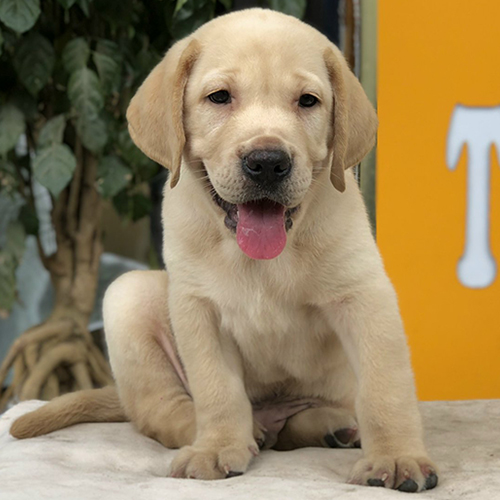 Chó Labrador Retriever màu vàng ngồi trên nền vải trắng