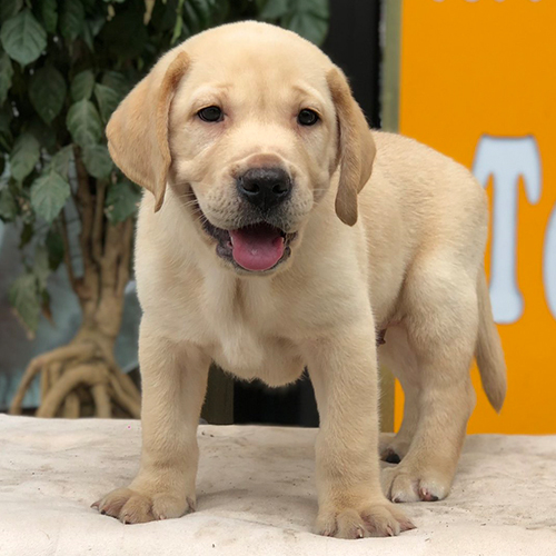 Chó Labrador con màu vàng đang đứng yên trong buổi huấn luyện