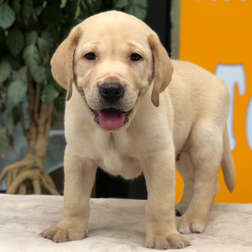 Chó Labrador Retriever màu vàng nhạt thuần chủng