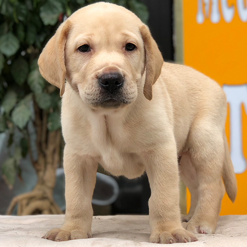 Chó Labrador vàng 2 tháng tuổi thuần chủng
