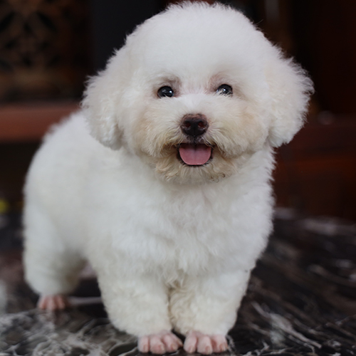 Chó Toy Poodle trắng xoăn, vóc dáng nhỏ nhắn, lông bông mềm mịn, đứng trên nền đá.