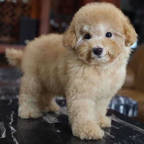 Chó Poodle lông xù màu nâu kem đứng trên bàn đá, nhìn thẳng camera.
