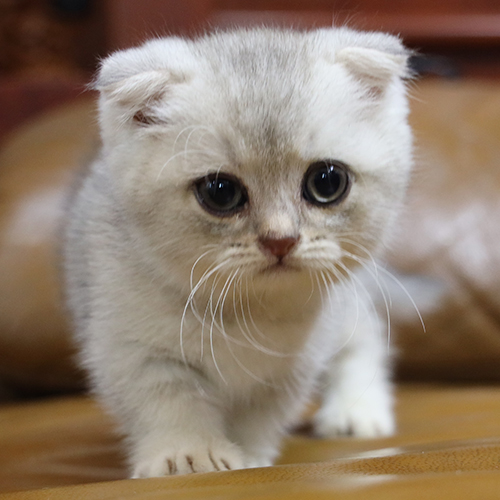Mèo con tai cụp Scottish Fold lông xám trắng, đôi mắt to tròn dễ thương.
