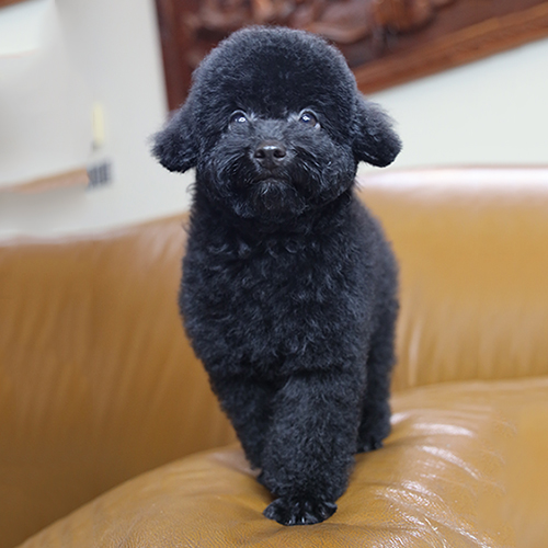 Chó Poodle lông xoăn đen, thân thiện và thông minh, đang đứng trên ghế sofa.