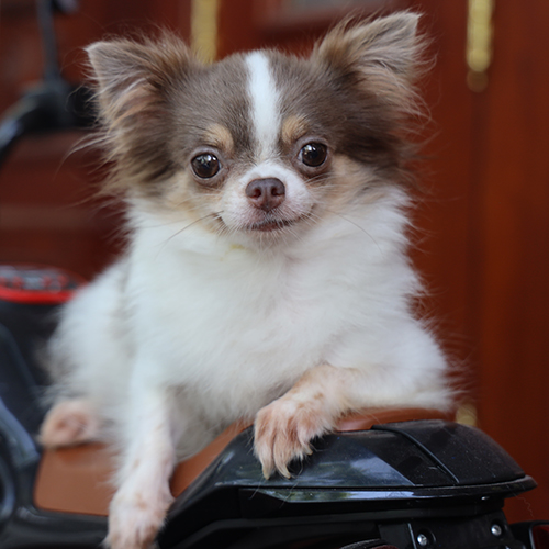 Chó Chihuahua lông dài Teacup trưởng thành, bộ lông trắng nâu mềm mượt, chụp tại Chomeocanh.com