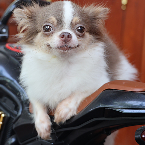 Chó Chihuahua trưởng thành lông dài, màu lilac bò sữa đáng yêu