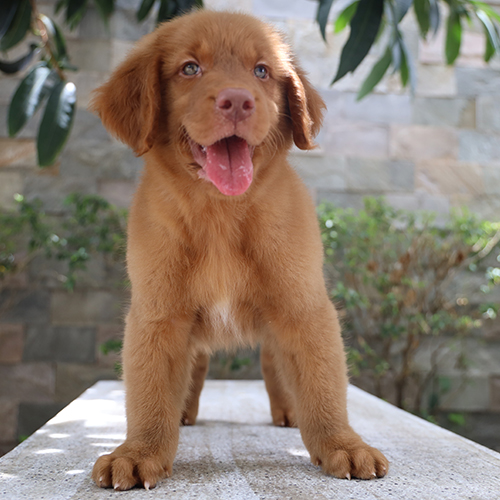 Chó Golden Retriever đực màu vàng đậm đứng thè lưỡi đáng yêu
