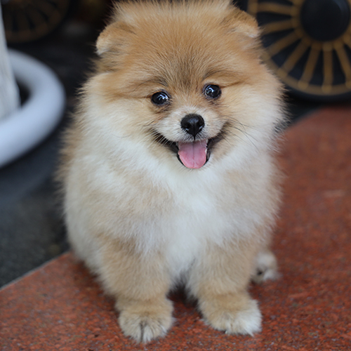Chó Phốc Sóc Pomeranian màu vàng đáng yêu ngồi thè lưỡi