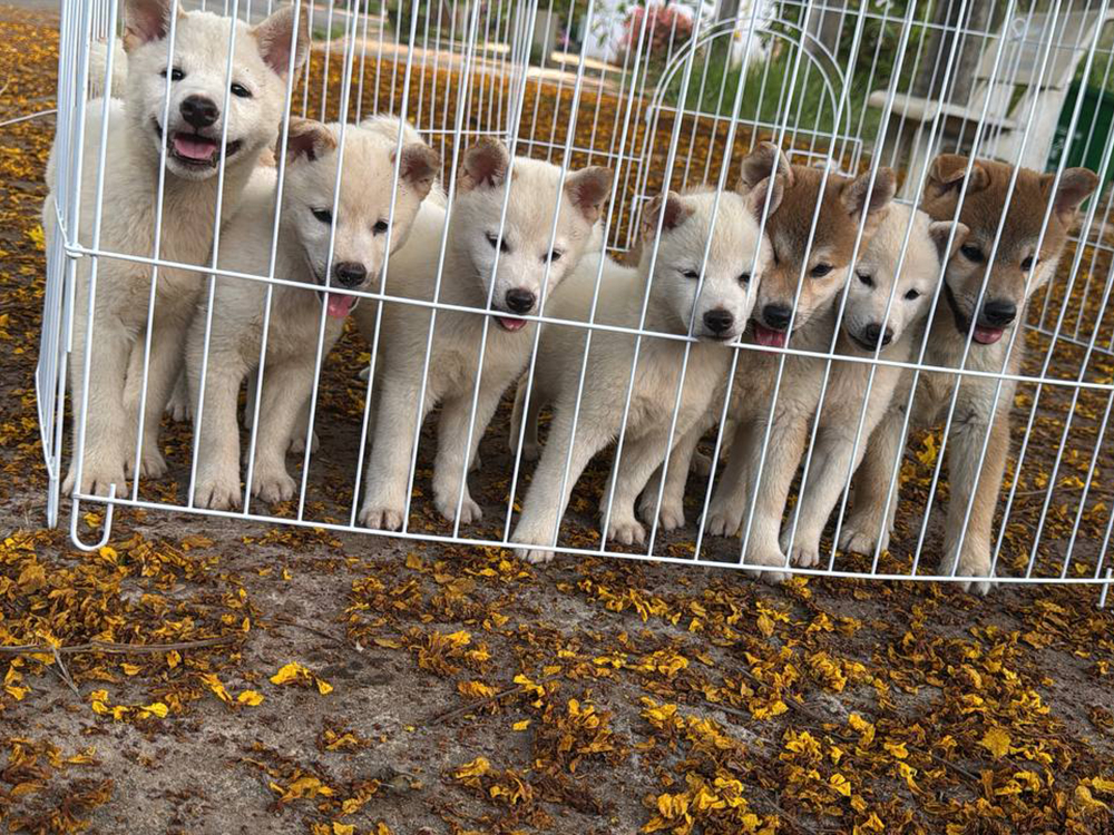 Đàn chó Shiba trắng và vàng con đang đứng trong chuồng lưới