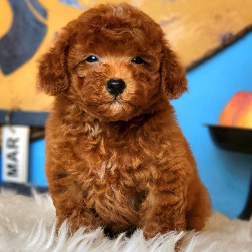 Chó Poodle con lông nâu mềm mượt, nằm trên thảm trắng đáng yêu.